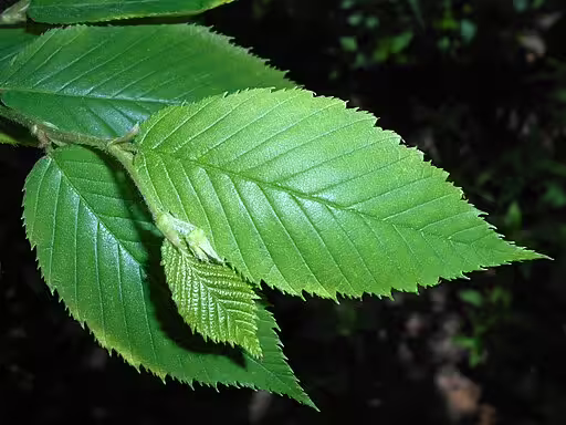Serrated leaves of yellow birch (Betula alleghaniensis).