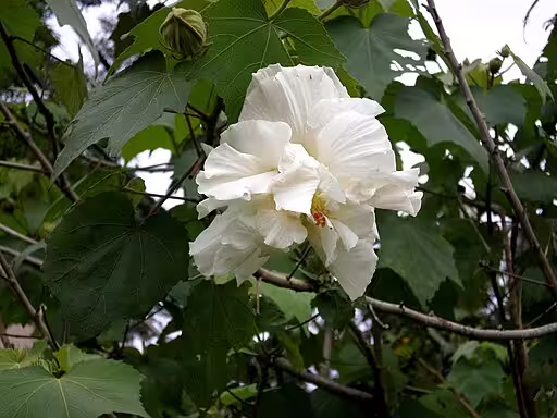 White flower of cotton rosemallow (Hibiscus mutabilis).