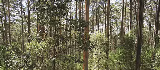 Australian forest habitat.