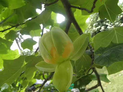 Flower of tuliptree (Liriodendron tulipifera) with leaves.