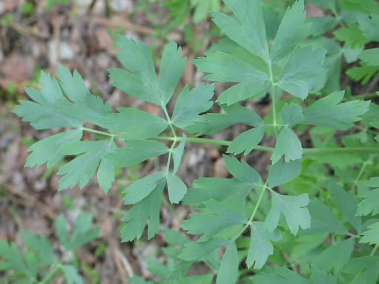 Leaf of California desert-parsley (Lomatium californicum).