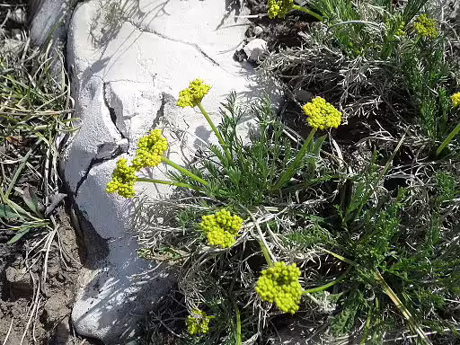 Slender wild parsley (Musineon tenuifolium) with yellow flowers.