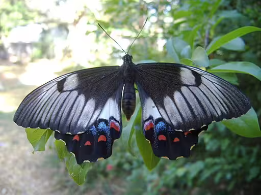 Orchard swallowtail (Papilio aegeus) on vegetation.