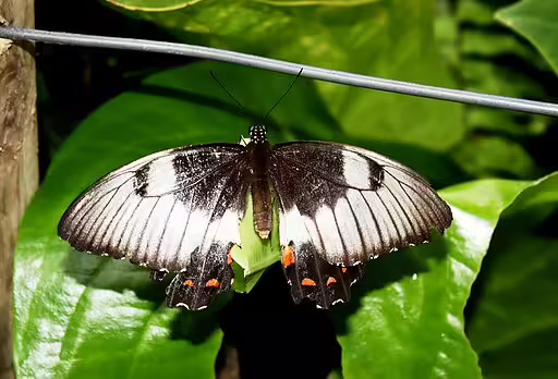 Female of orchard swallowtail (Papilio aegeus) on a leaf.