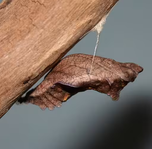Brown chrysalis of pipevine swallowtail (Battus philenor) on a twig.