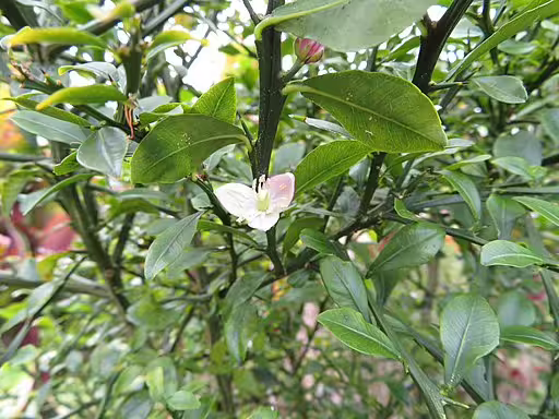 White flower of Australian Finger Lime (Citrus australasica).