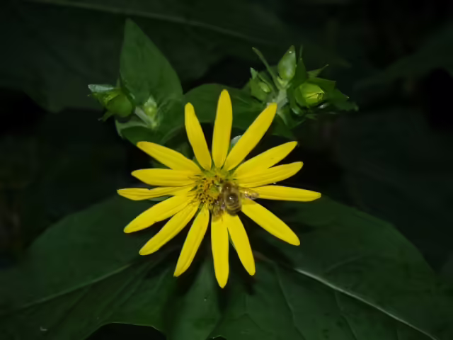 Yellow flower of cup-plant (Silphium perfoliatum) with a bee.