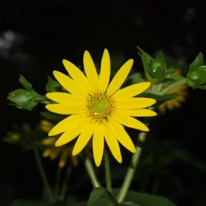 Yellow flower of cup-plant (Silphium perfoliatum).