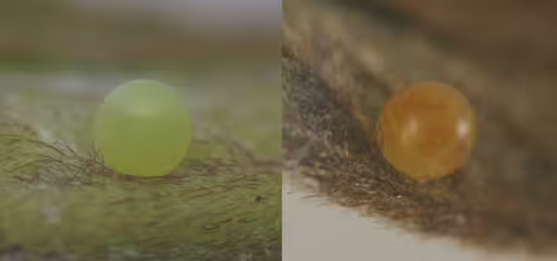 Eggs of zebra swallowtail (Neographium marcellus).