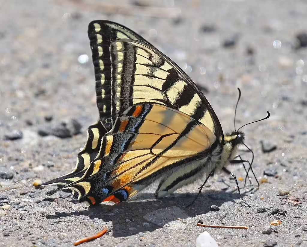 Adult canadian swallowtail (Papilio canadensis) with folded wings.