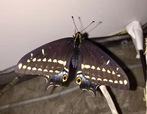 Adult of indra swallowtail (Papilio indra) on surface.