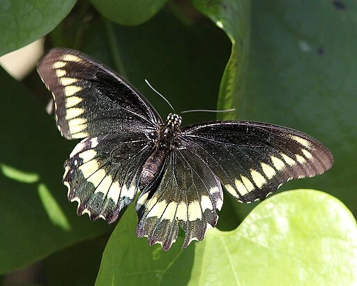 Black adult polydamas swallowtail (Battus polydamas) on vegetation, a Raleigh Swallowtail.