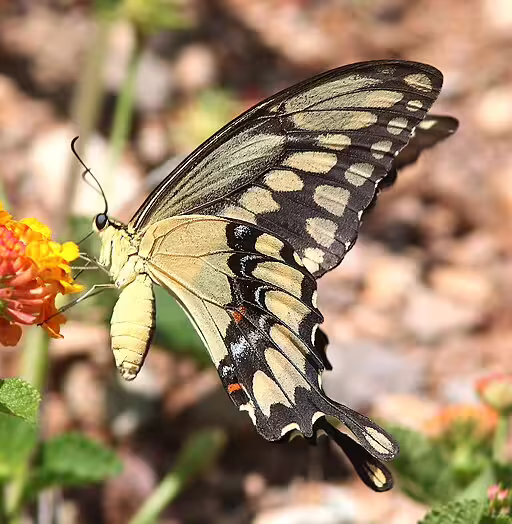 Western giant swallowtail (Papilio rumiko) on orange flower.