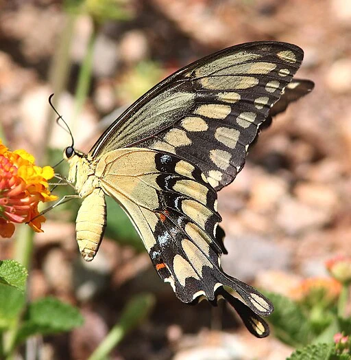 Western giant swallowtail (Papilio rumiko) on orange flower.