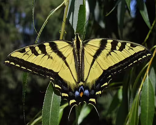 Adult western tiger swallowtail (Papilio rutulus) on willow.