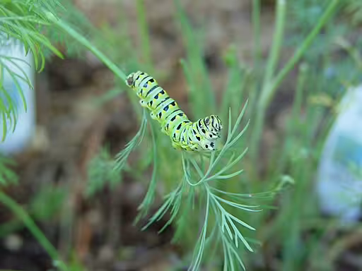 Green and black caterpillar of anise swallowtail (Papilio zelicaon) on leaf.