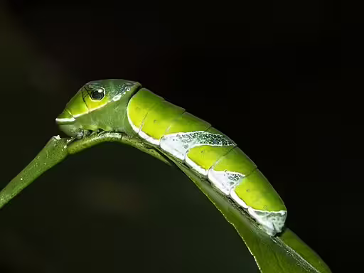 Caterpillar of chinese peacock (Papilio bianor) on leaf.