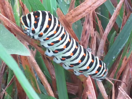 Caterpillar of old world swallowtail (Papilio machaon) on vegetation.