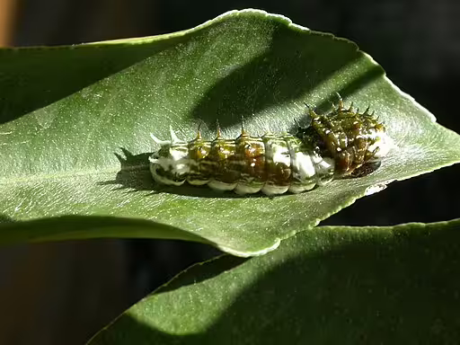 Orchard swallowtail (Papilio aegeus) butterfly caterpillar on leaf.