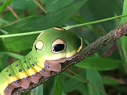 Green caterpillar of spicebush swallowtail (Paplio troilus) on a twig.