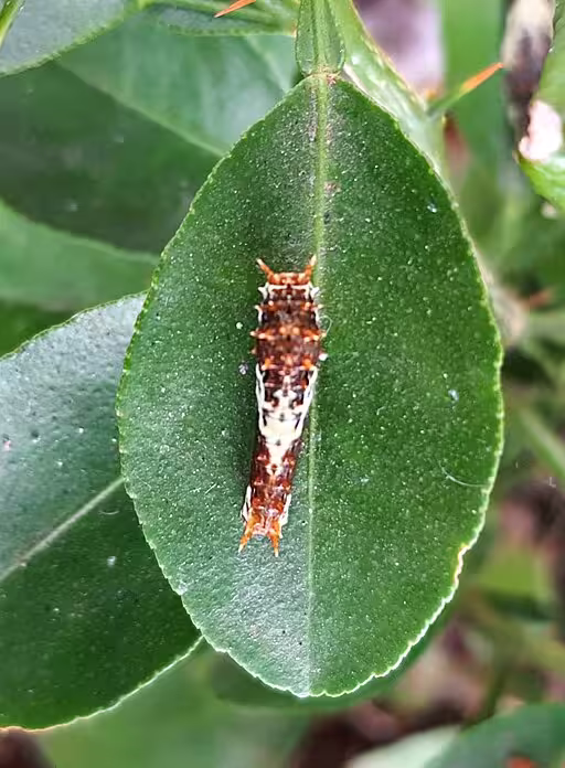 Brown caterpillar of western giant swallowtail (Papilio rumiko) on leaf.