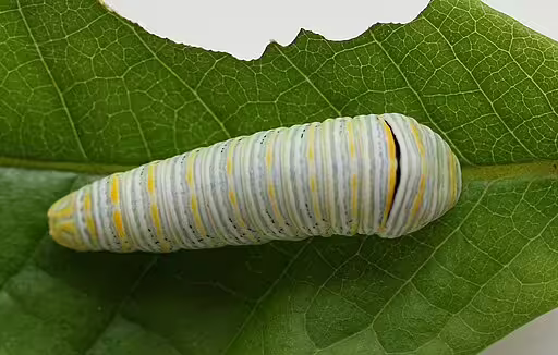Caterpillar of zebra swallowtail (Protographium marcellus) on leaf.