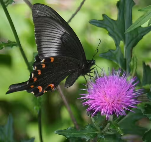 Chinese peacock (Papilio bianor) on a thistle (Cirsium spp.).