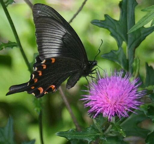 Chinese peacock (Papilio bianor) on a thistle (Cirsium spp.).