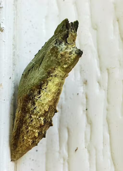 Greenish-brown chrysalis of black swallowtail (Papilio polyxenes).