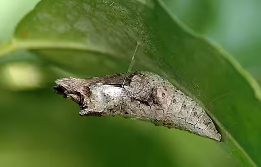 Brown chrysalis of giant swallowtail (Papilio cresphontes) attached to a leaf.