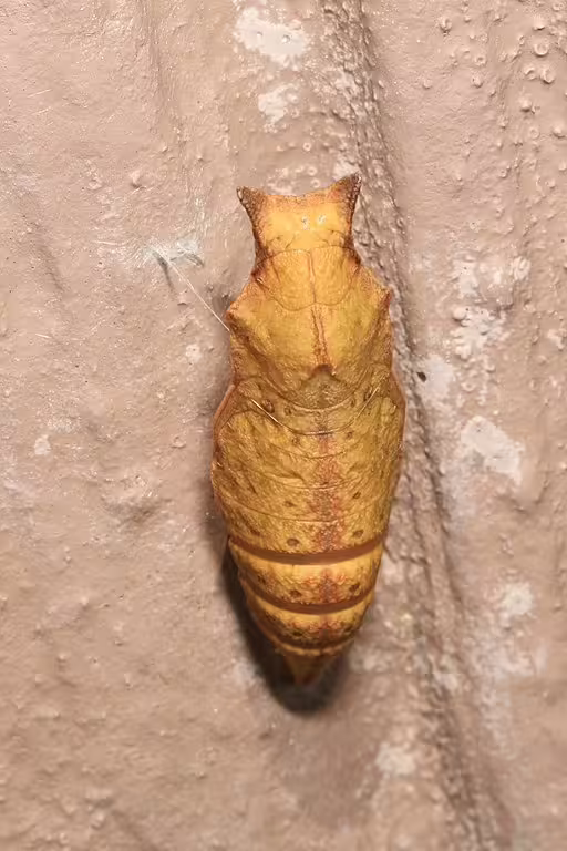 Light brown chrysalis of spicebush swallowtail (Papilio troilus).