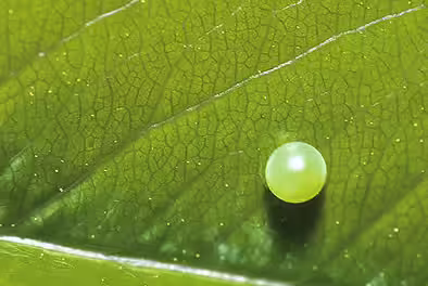 Green egg of eastern tiger swallowtail butterfly (Papilio glaucus) on a green leaf.