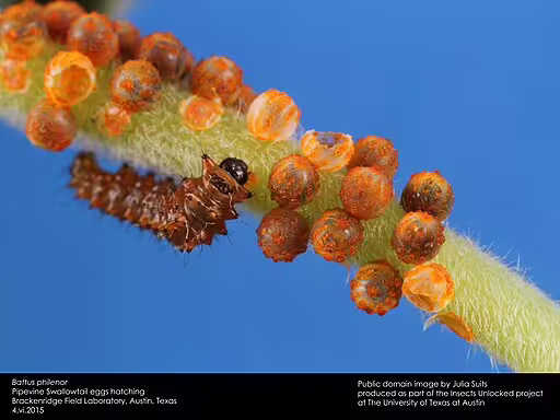 Eggs of pipevine swallowtail (Battus philenor) on a plant.