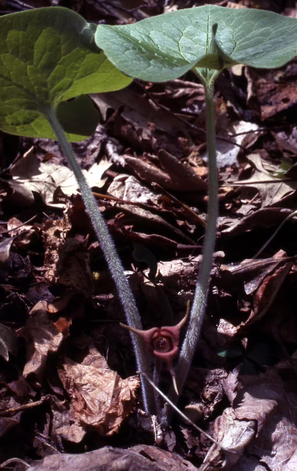 Brown flower of wild ginger (Asarum canadense).