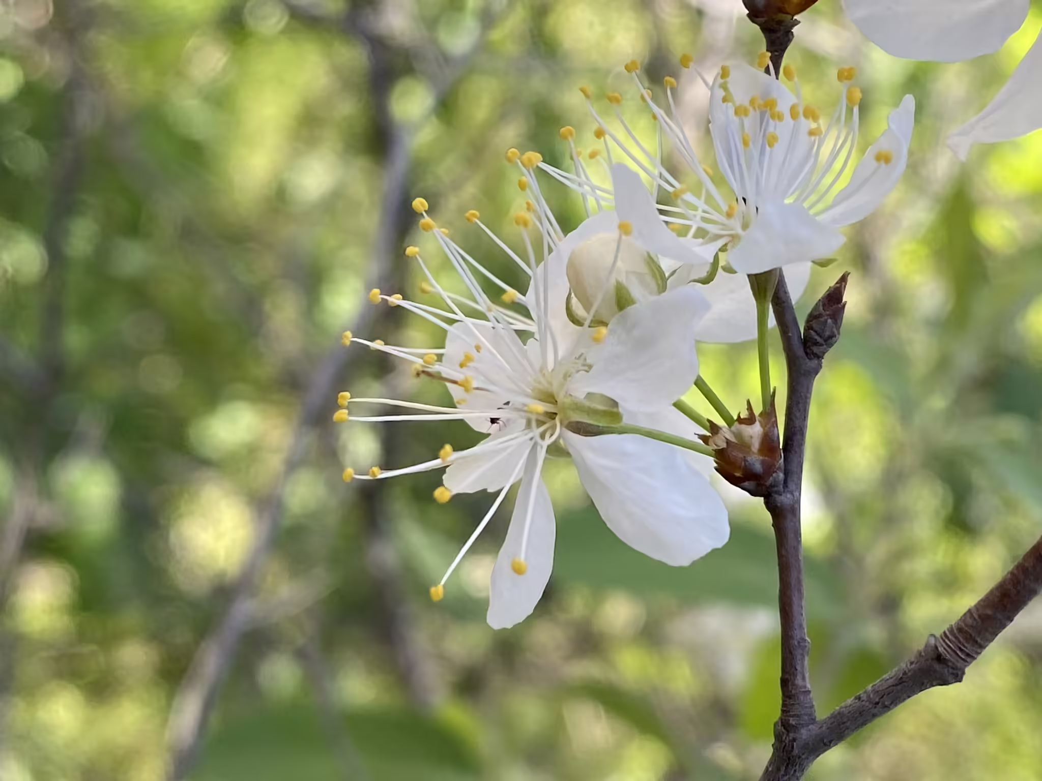 White flowers of allegheny plum (Prunus allegheniensis).