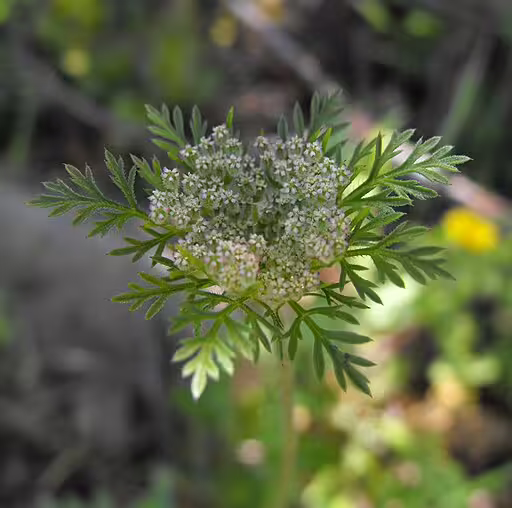 White flowers of american wild carrot (Daucus pusillus).