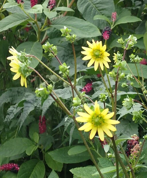 Plants of appalachian rosinweed (Silphium wasiotense) with yellow flowers.
