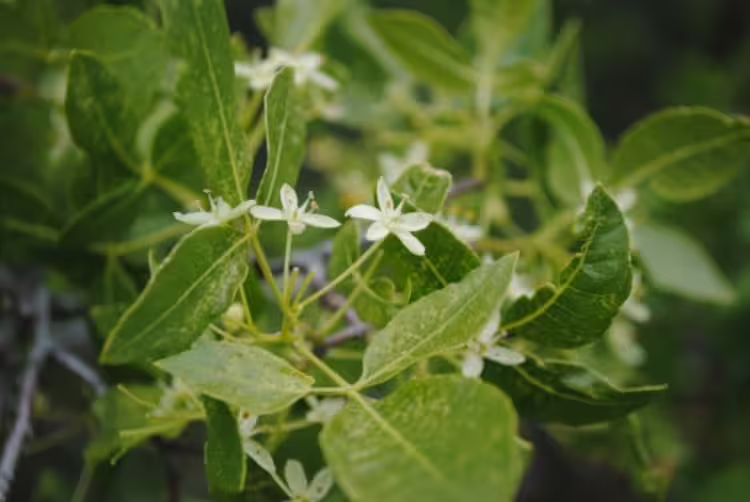 Flowers and leaves of california hoptree (Ptelea crenulata).