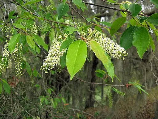 White flowers of carolina laurel cherry (Prunus caroliniana).