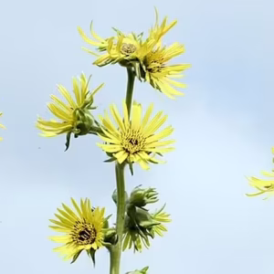 Yellow flowers of compassplant (Silphium laciniatum) with a sky background.