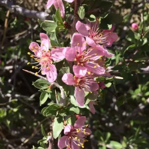 Prunus | Cherries, Plums, and Almonds
