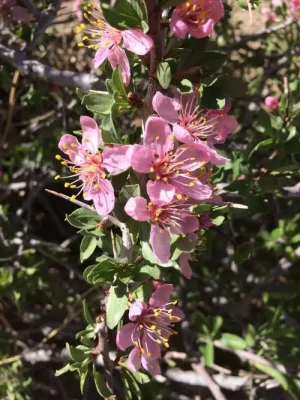 Pinkish flowers of desert peach (Prunus andersonii).
