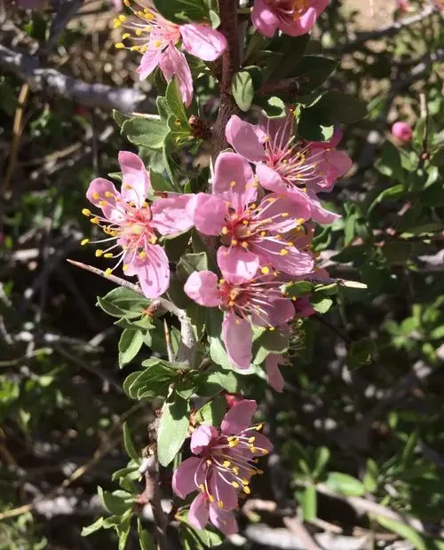 Pinkish flowers of desert peach (Prunus andersonii).