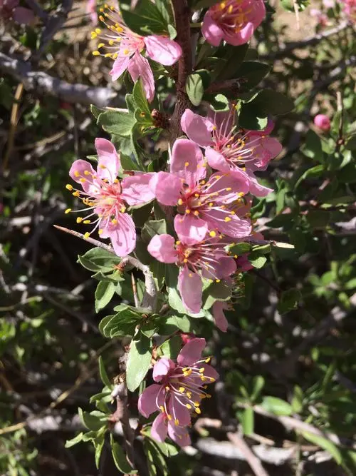 Pinkish flowers of desert peach (Prunus andersonii).