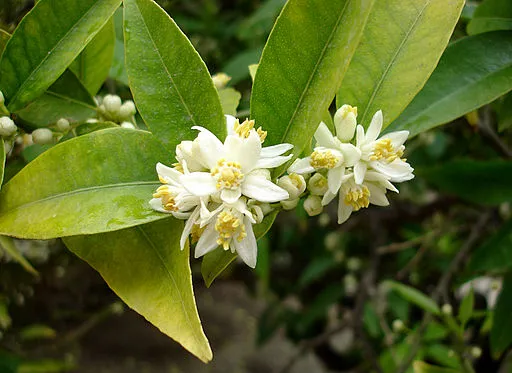 White flowers of the kumquat (Citrus japonica).