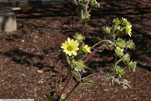 Yellow flowers of mohr's rosinweed (Silphium mohrii) in an open area.