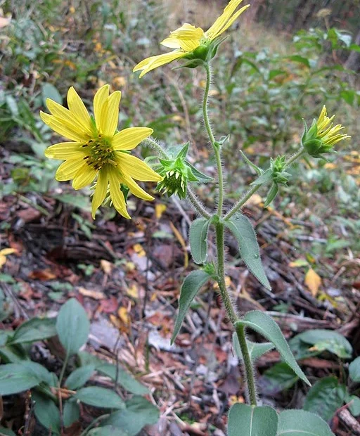Yellow flowers of mohr's rosinweed (Silphium mohrii).
