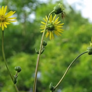 Flowers of prairie rosinweed (Silphium terebinthinaceum) in a field.