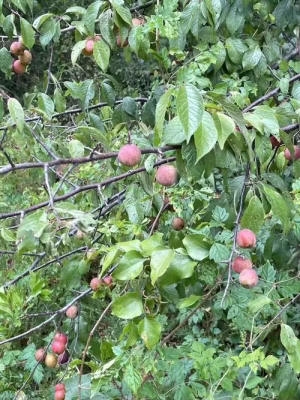 Reddish fruits of the american plum (Prunus americana).