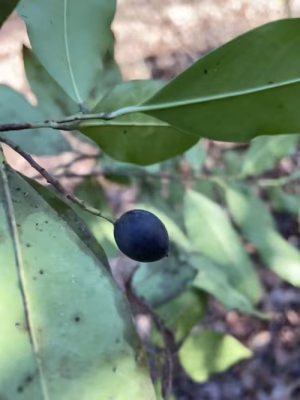 Black fruit of carolina laurel cherry (Prunus caroliniana).